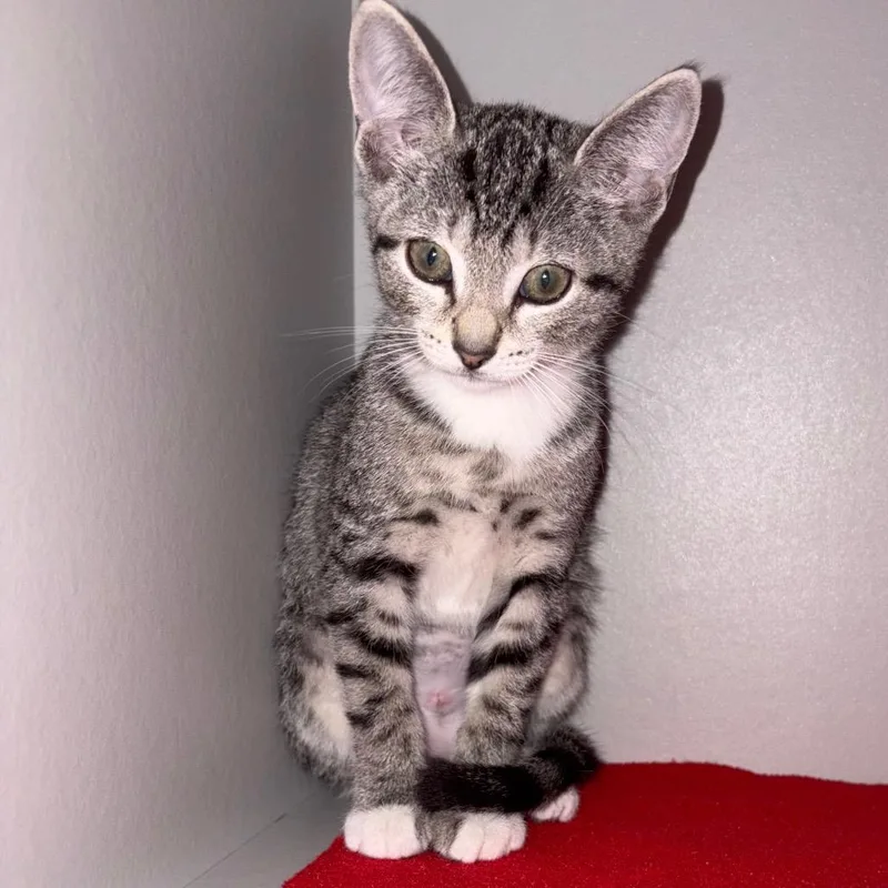 A baby small-sized female Domestic Short Hair cat named Sabrina for adoption in Sarasota, FL