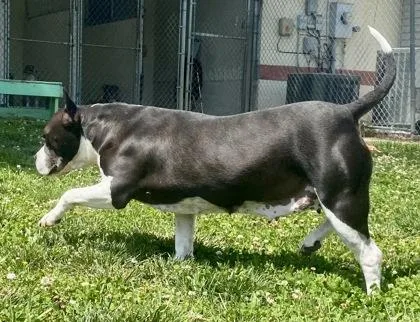 An adult medium-sized female Gray / Blue / Silver Pit Bull Terrier dog named Sonya for adoption in Glasgow, KY