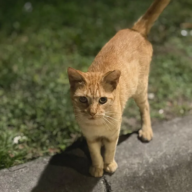 An adult medium-sized male Orange / Red Domestic Short Hair cat named Maverick for adoption in Lauderhill, FL