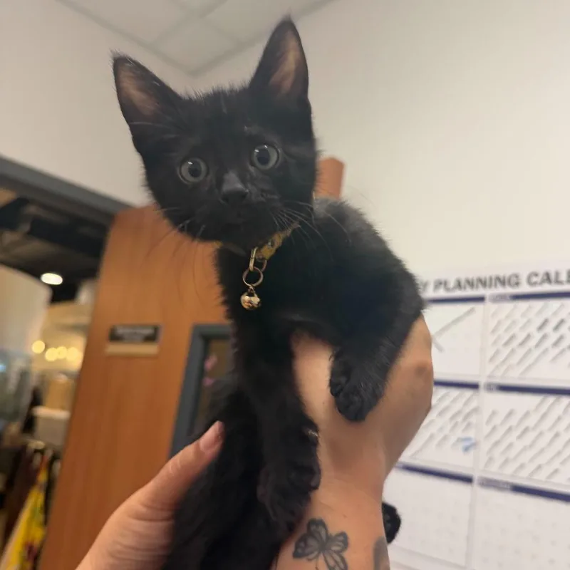 A baby small-sized male Domestic Short Hair cat named Yellow Brick Road Y for adoption in Edinburg, TX