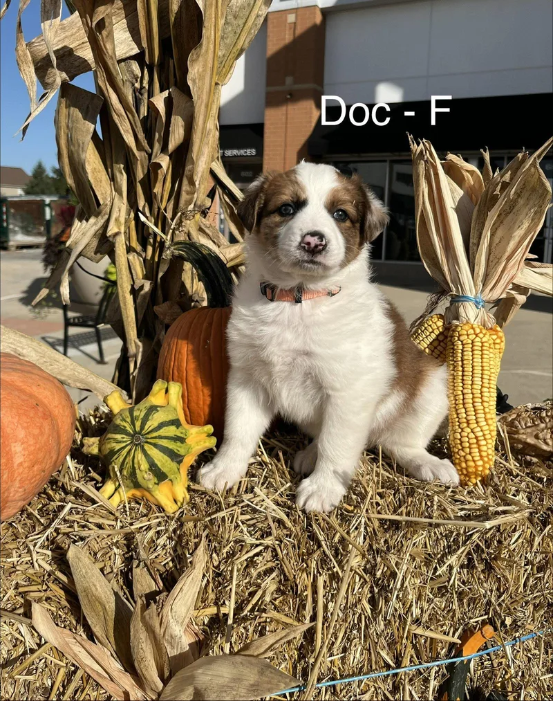 A baby medium-sized female Australian Shepherd dog named Doc for adoption in Hillside, IL