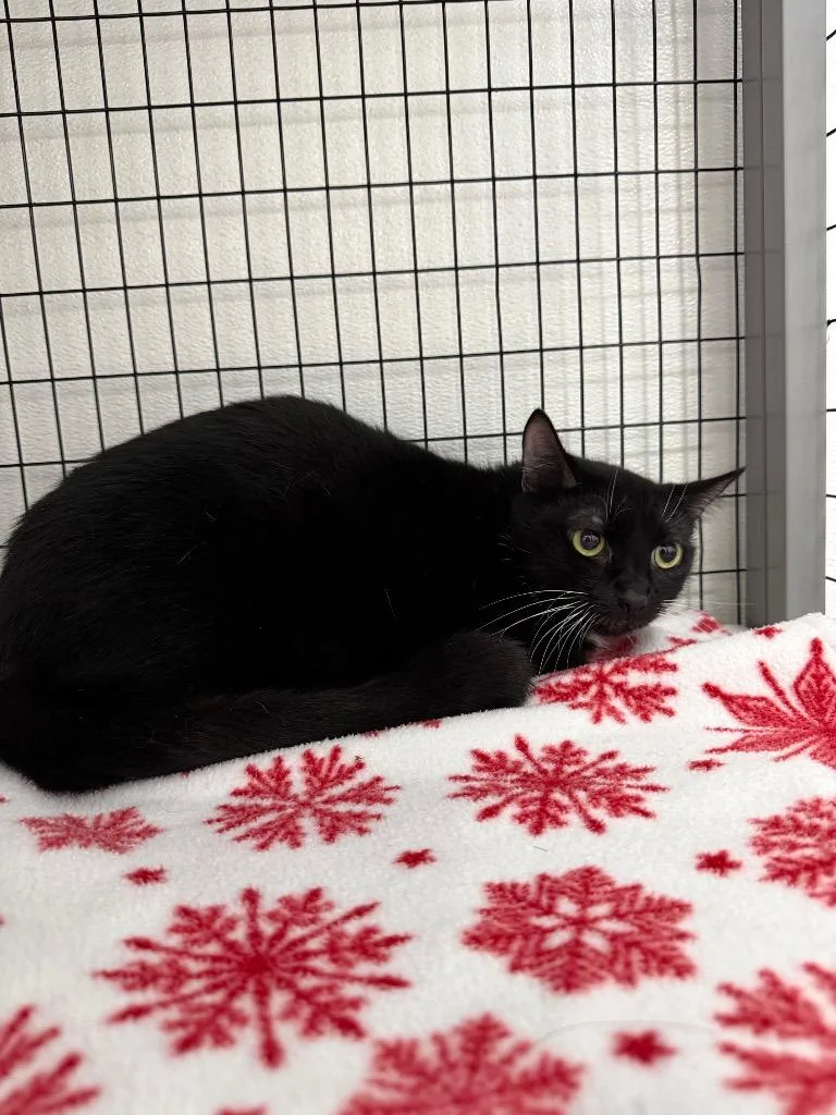 An adult large-sized female Domestic Short Hair cat named Stacy for adoption in Brookings, OR