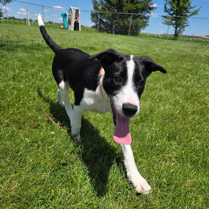 A baby medium-sized female Black Mixed Breed dog named Dippy for adoption in Pontiac, IL
