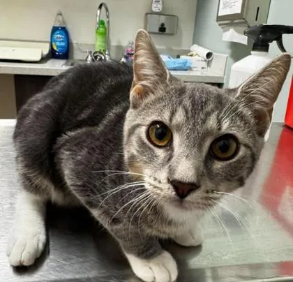 A baby small-sized male Gray & White Domestic Short Hair cat named Mingo for adoption in Annapolis, MD