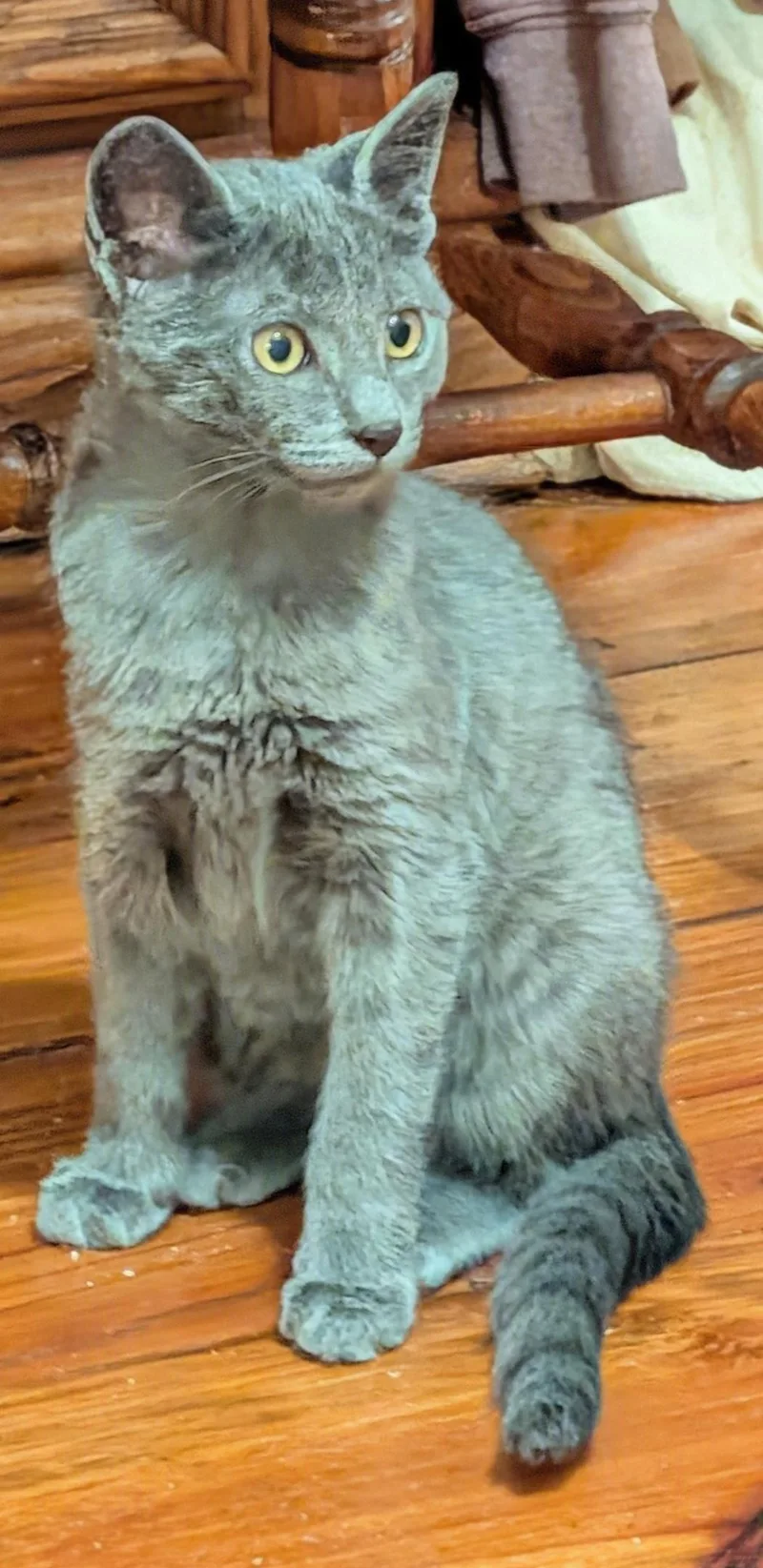 A young medium-sized female Gray / Blue / Silver Domestic Short Hair cat named ThunderboltDC for adoption in Greenville, DE