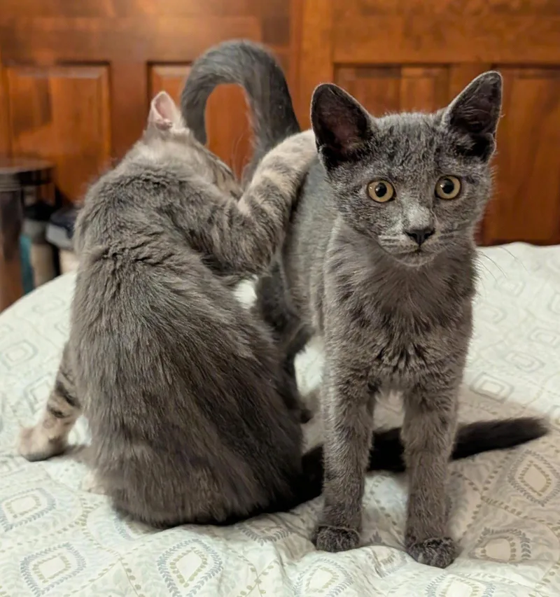 ThunderboltDC thumbnail 2
