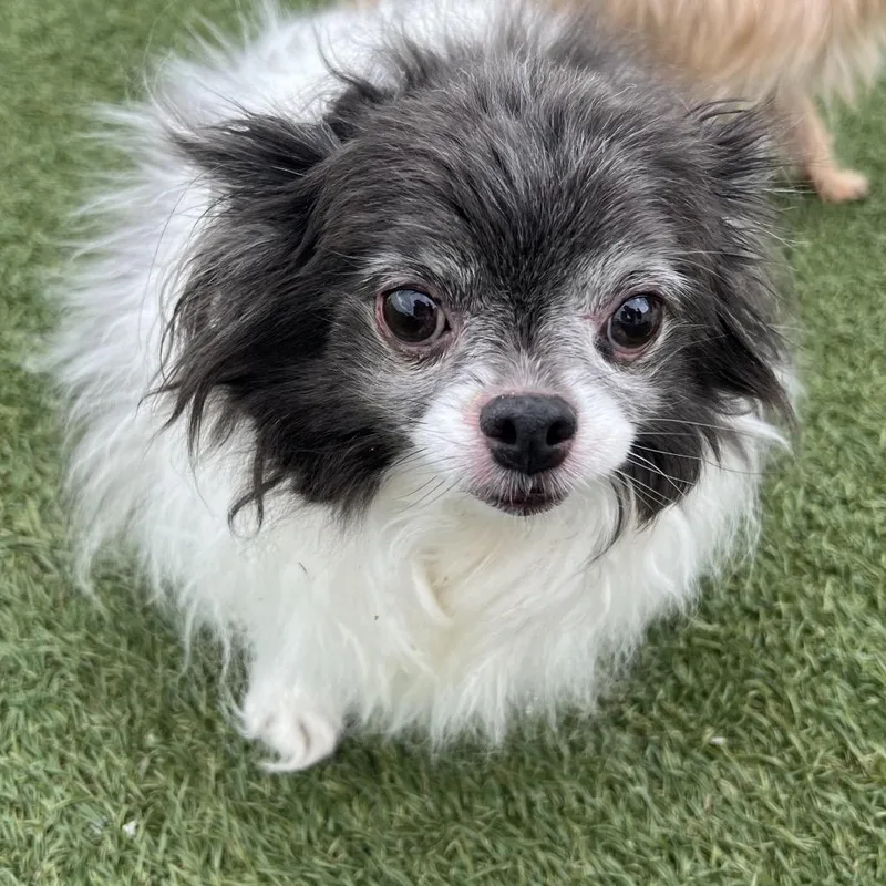 A senior small-sized male Black Mixed Breed dog named Louie for adoption in Troy, IL