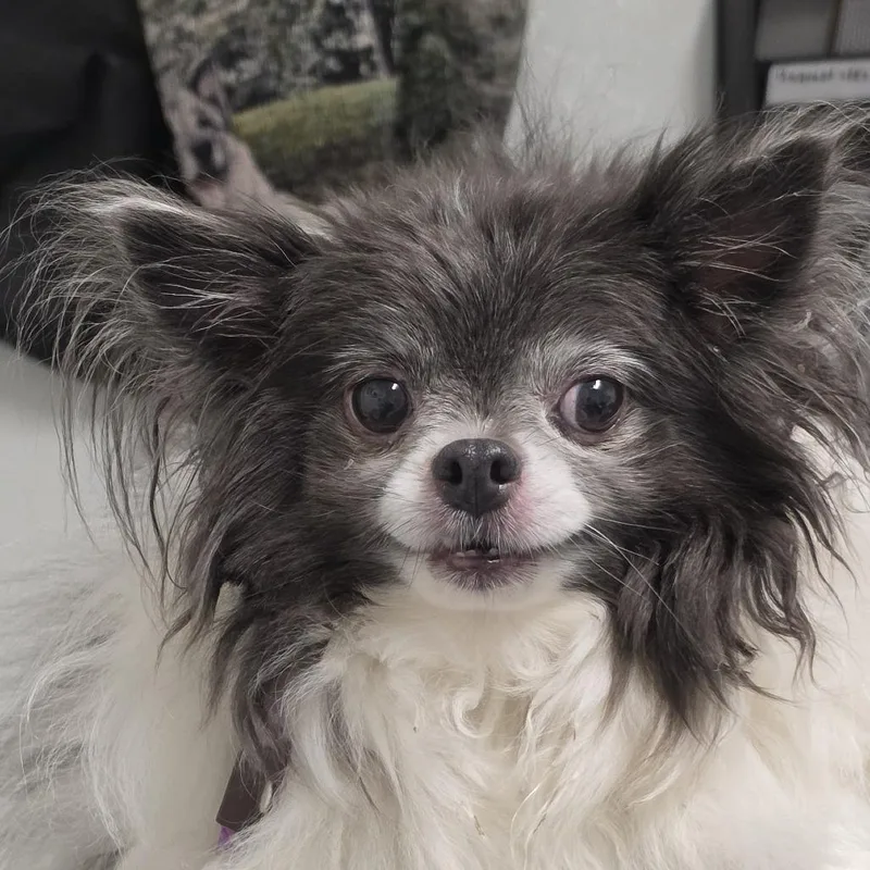Louie thumbnail 3
