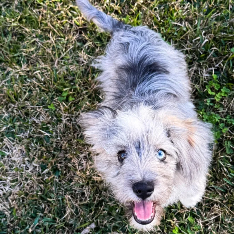 An adult small-sized male Aussiedoodle dog named Sully for adoption in Tylertown, MS