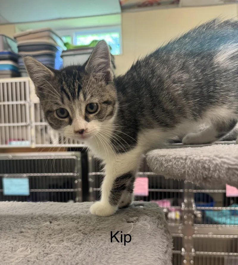 A baby medium-sized male White Domestic Short Hair cat named Kip for adoption in Ulster, PA