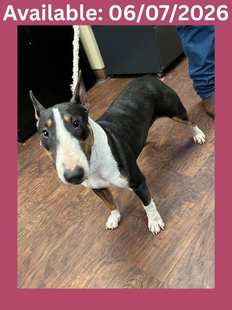 A young medium-sized female Bull Terrier dog named Dog Kennel for adoption in Greenville, TX