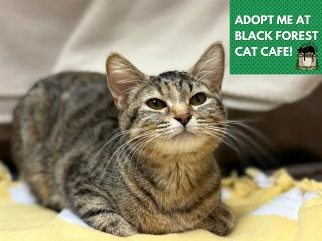 A young small-sized female Domestic Short Hair cat named Jezebell for adoption in Fort Wayne, IN