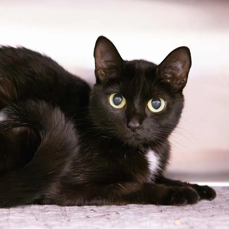 An adult medium-sized female Black Domestic Short Hair cat named Honeybun for adoption in Mentor, OH