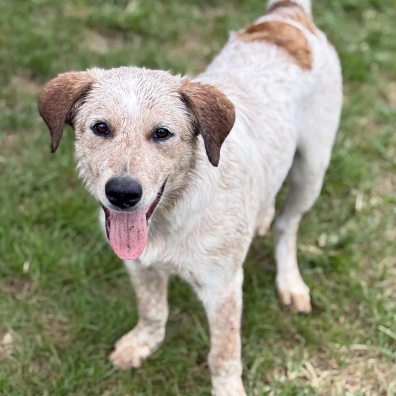 A baby large-sized male Red / Chestnut / Orange Australian Cattle Dog / Blue Heeler dog named Biscuit  DNA results for adoption in Amarillo, TX