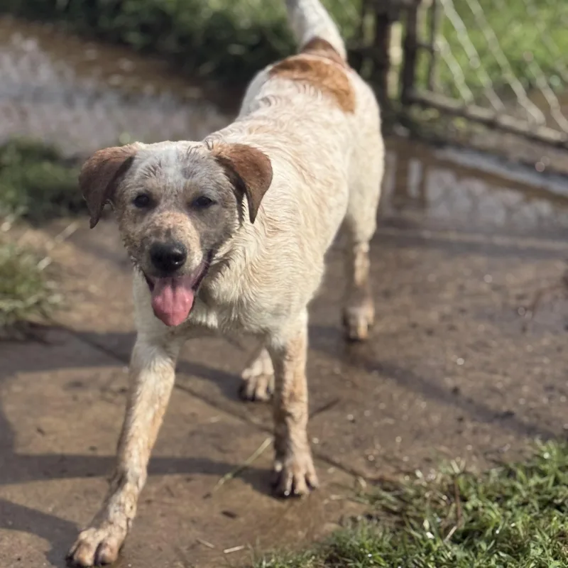 Biscuit  DNA results thumbnail 4