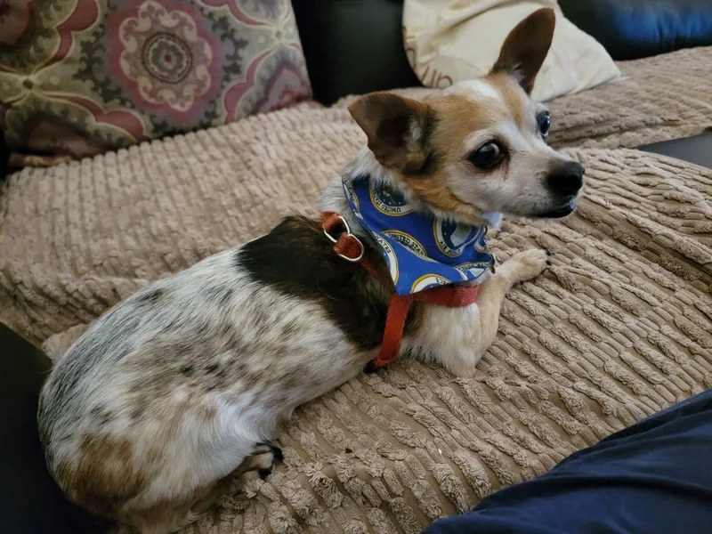 A senior small-sized male Chihuahua dog named Chaplin Nj for adoption in Rockaway, NJ