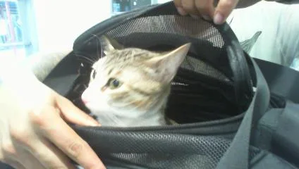 A young small-sized female Domestic Short Hair cat named Attie for adoption in Charlotte, NC