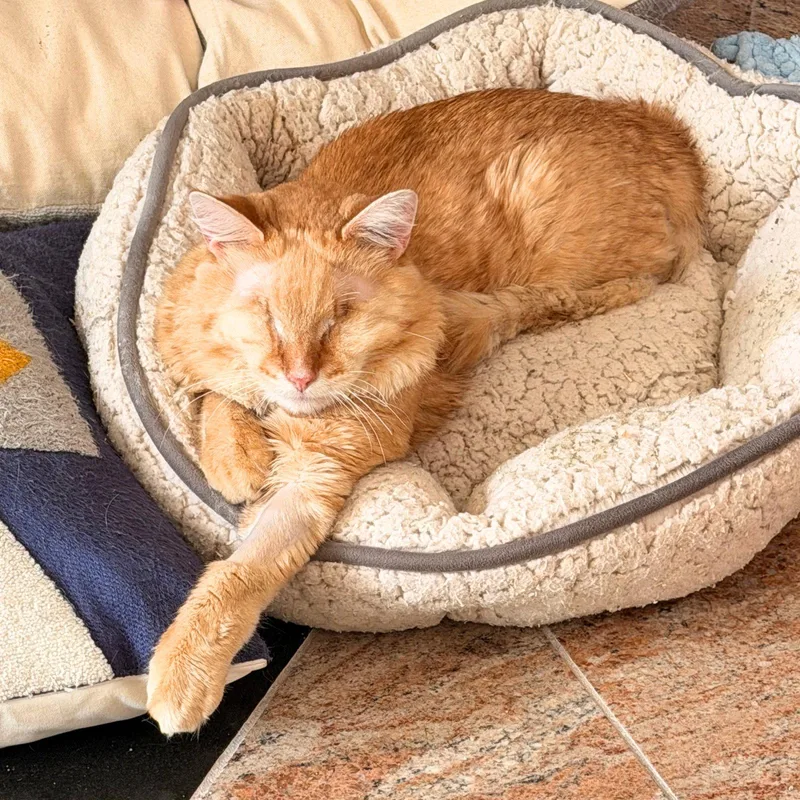 An adult medium-sized male Orange / Red Domestic Medium Hair cat named Tomato for adoption in Brooklyn, NY