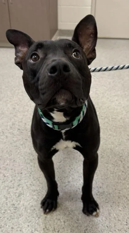 An adult medium-sized male Pit Bull Terrier dog named Ruddar for adoption in Fishers, IN