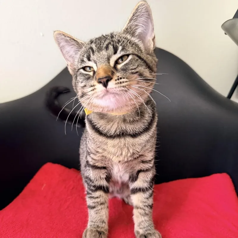 A young medium-sized female Brown / Chocolate Domestic Short Hair cat named Indie for adoption in Los Angeles, CA