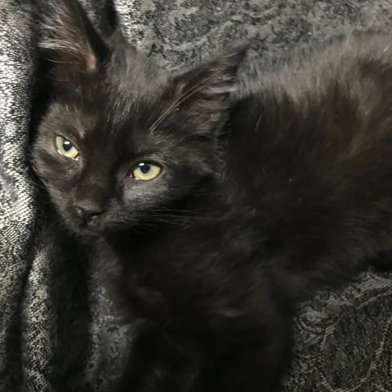 A young medium-sized male Black Domestic Short Hair cat named Seminole for adoption in Waldorf, MD