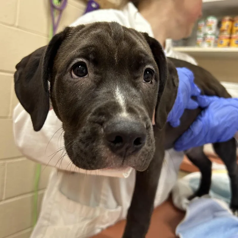 A baby small-sized male Black Pit Bull Terrier dog named Cody for adoption in Springfield, MA