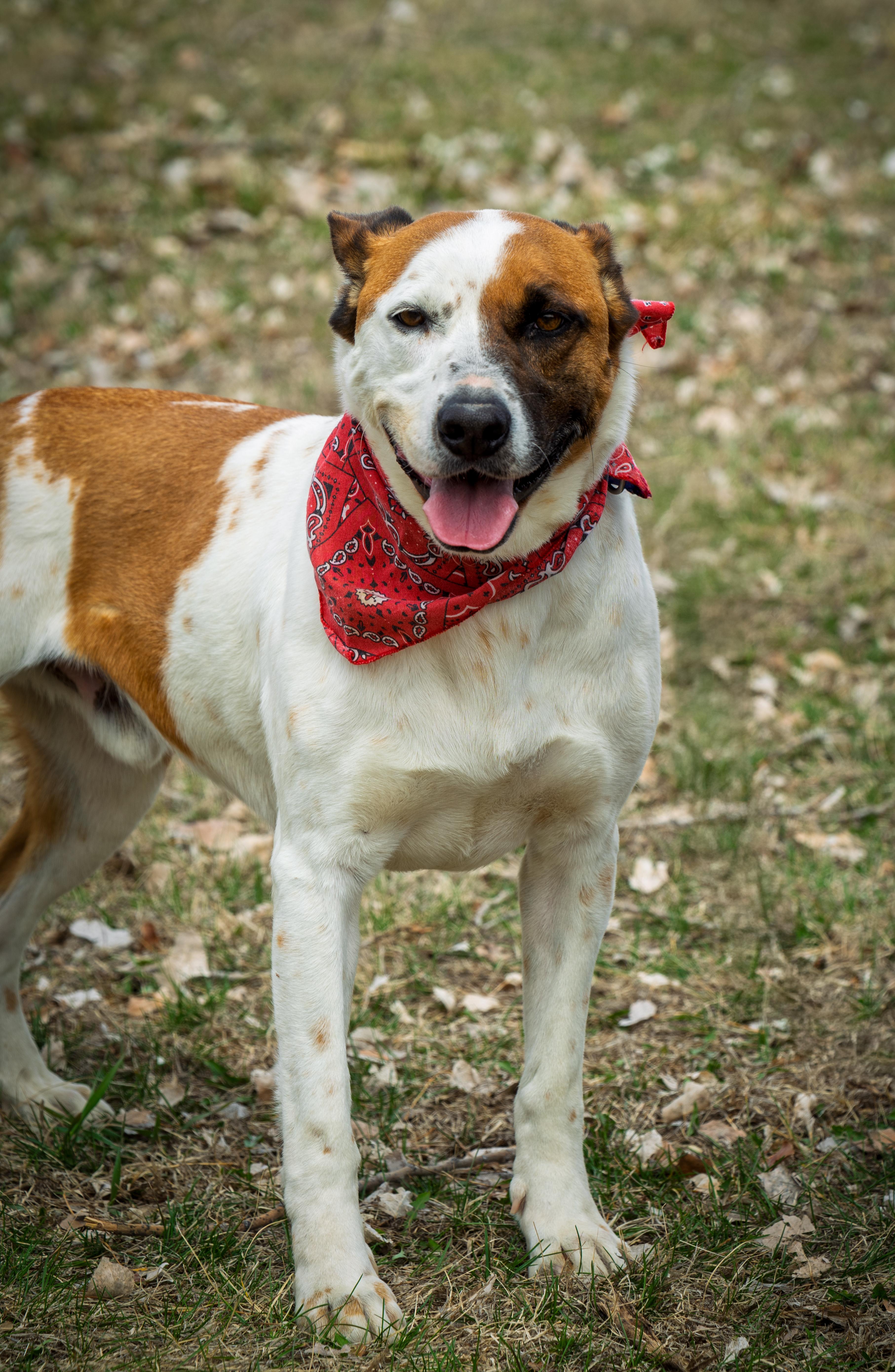 A young large-sized male Mixed Breed dog named Lester for adoption in Auburn, NE