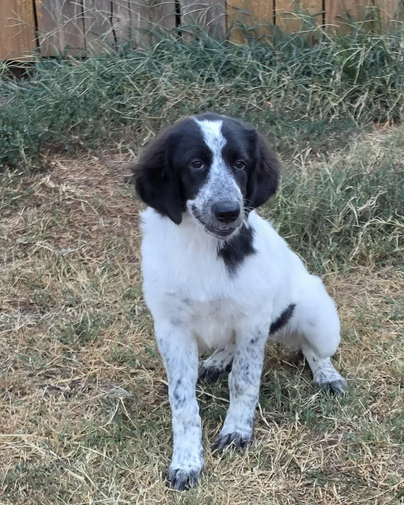 A baby large-sized female Black Bernadoodle dog named Dottie for adoption in Oklahoma City, OK