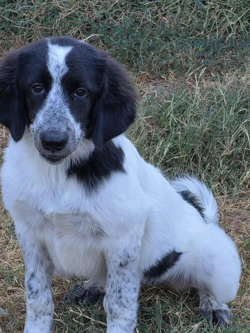 Dottie thumbnail 2
