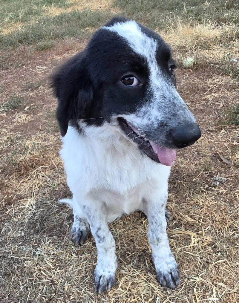 Dottie thumbnail 3