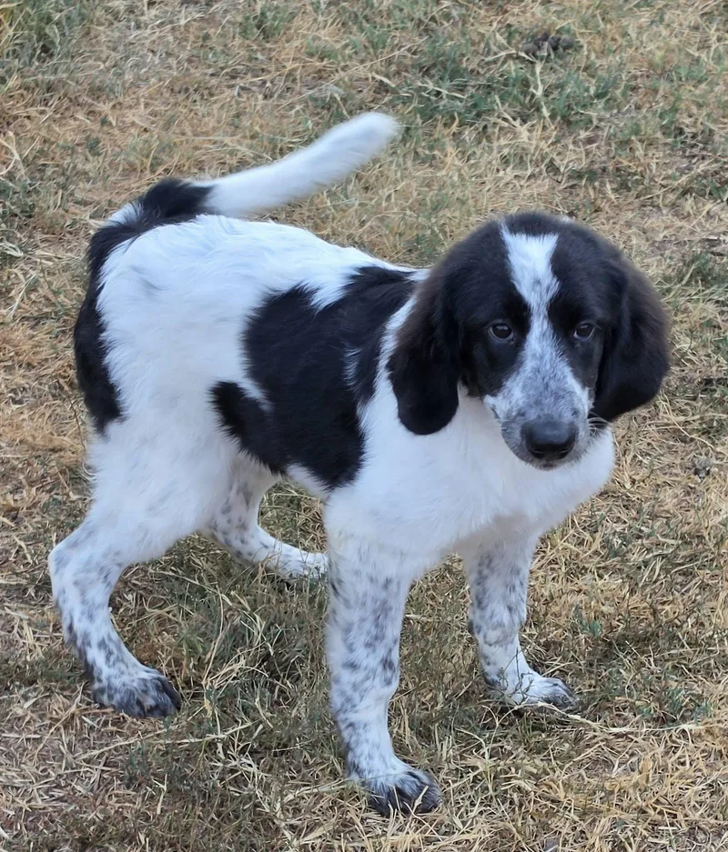 Dottie thumbnail 4