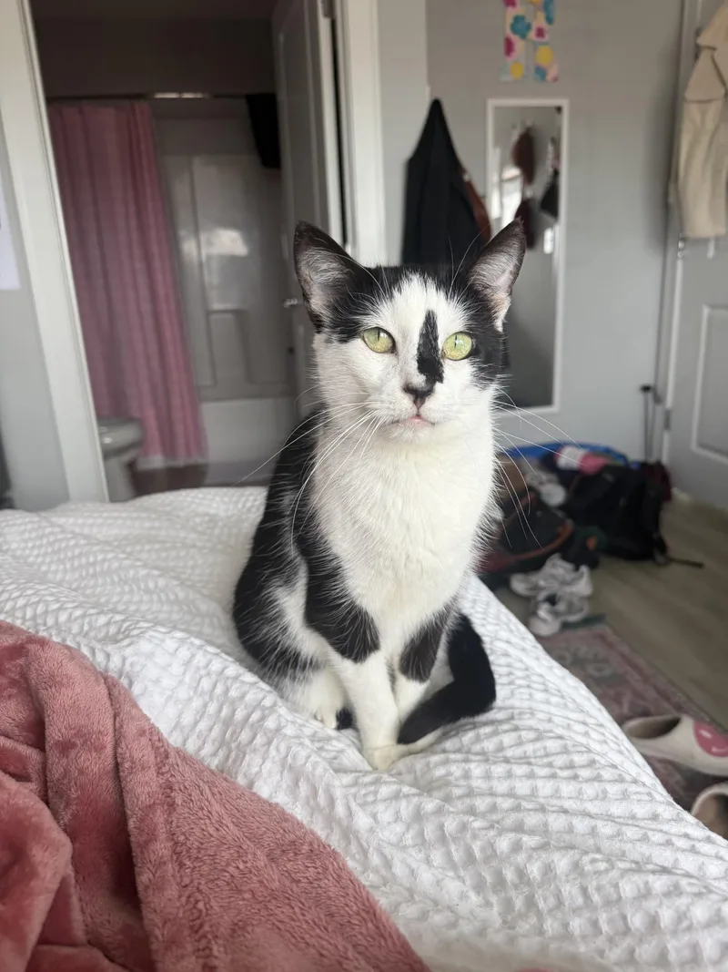 An adult medium-sized female Black & White / Tuxedo Domestic Short Hair cat named Nadia for adoption in Columbia, SC