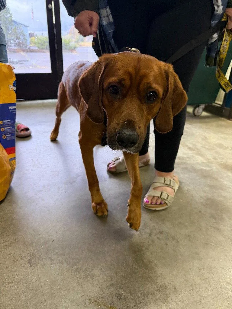 An adult large-sized male Bloodhound dog named Tucker for adoption in St. Helens, OR
