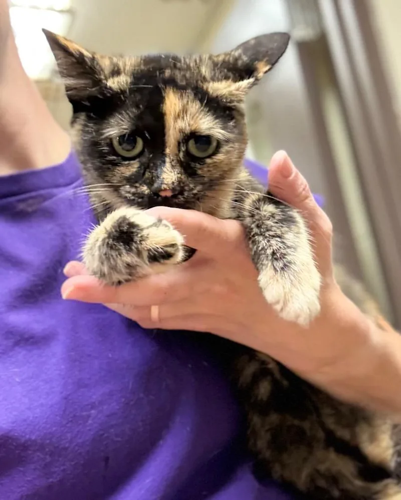 A baby large-sized female Domestic Short Hair cat named Nashville for adoption in Nacogdoches, TX