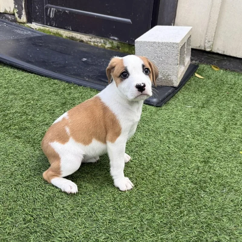 A baby medium-sized female Yellow / Tan / Blond / Fawn Mixed Breed dog named Caterpillar for adoption in LOXAHATCHEE, FL