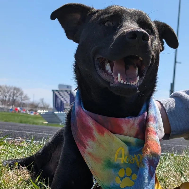 An adult medium-sized male Black Mixed Breed dog named Beau for adoption in Buffalo, MN