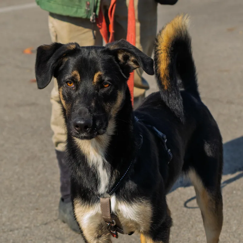 Featherpaw thumbnail 2