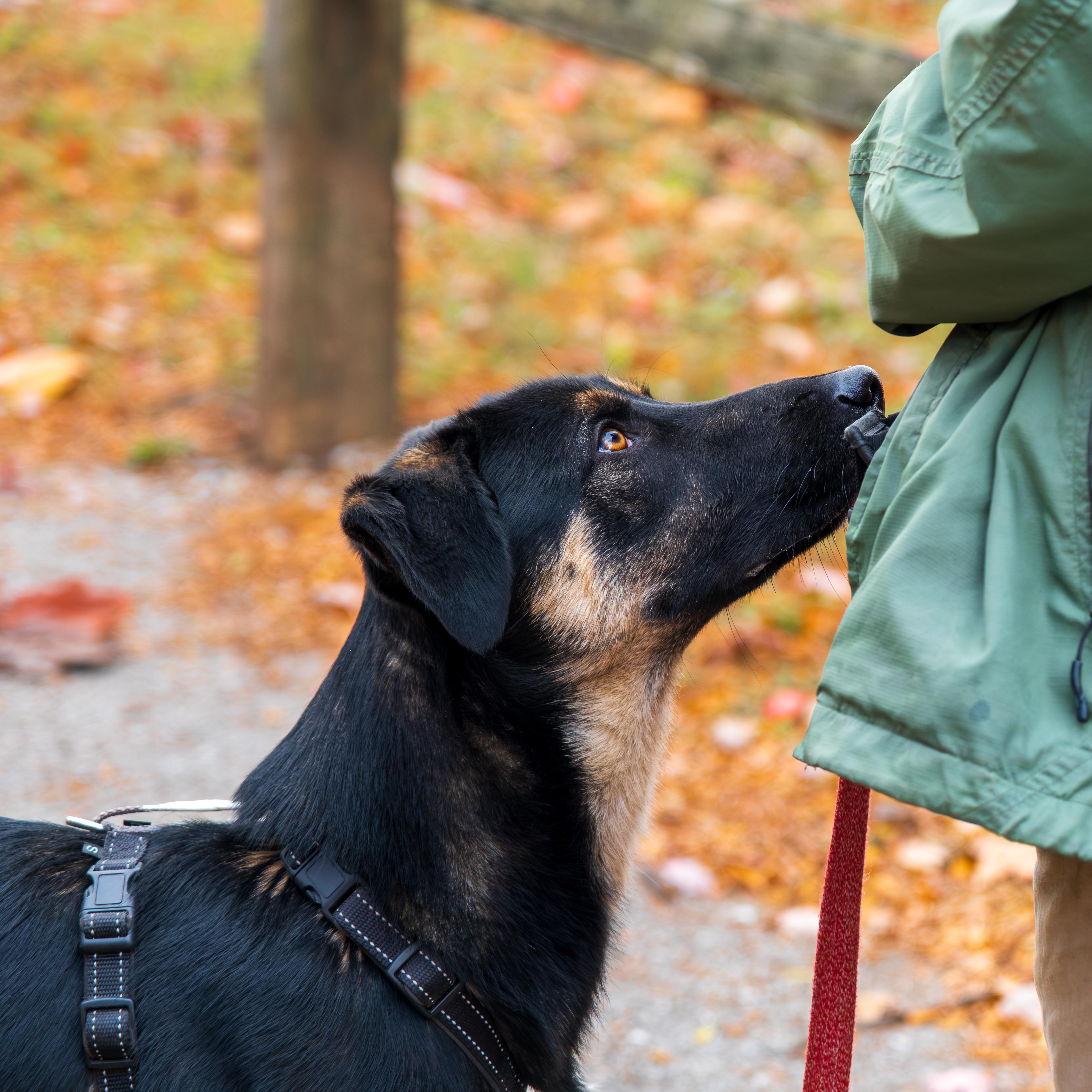 Featherpaw thumbnail 3