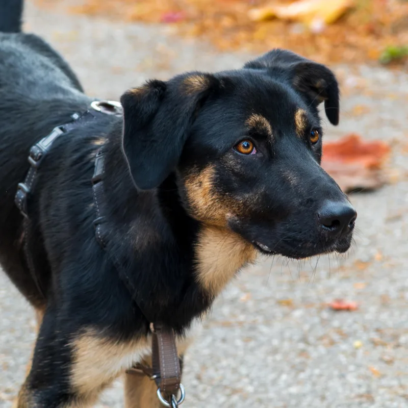 Featherpaw thumbnail 4