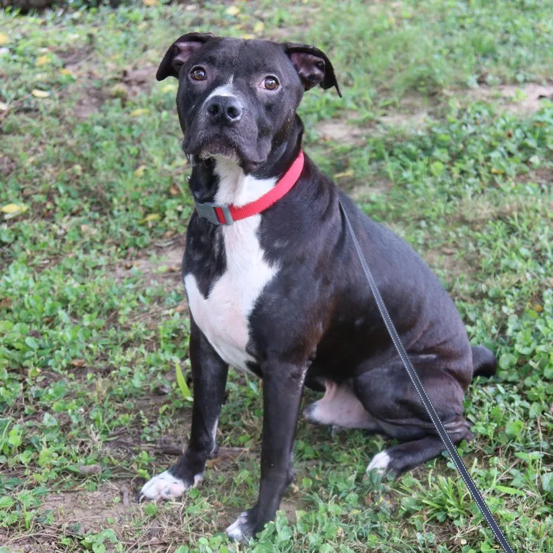 An adult medium-sized male Black Boxer dog named Gibbs for adoption in Festus, MO