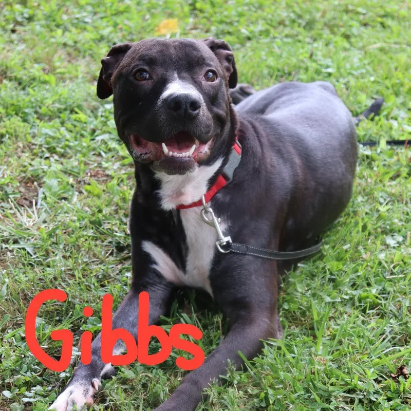 Gibbs thumbnail 4