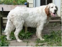 An adult large-sized male White / Cream English Setter dog named Gus for adoption in East China, MI