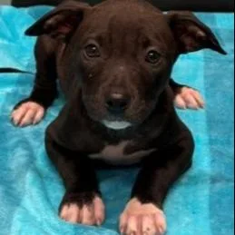 A young large-sized male Pit Bull Terrier dog named Mcilroy for adoption in Kansas City, MO