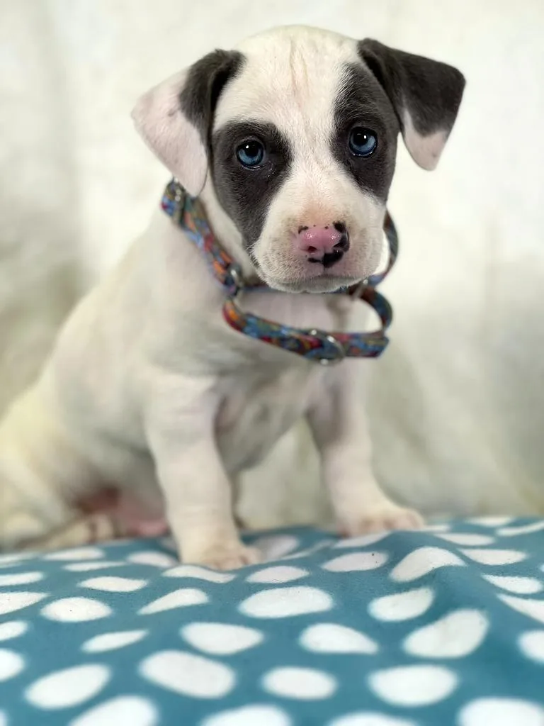 A baby medium-sized female Mixed Breed dog named Sandwich Litter  French for adoption in Savage, MN