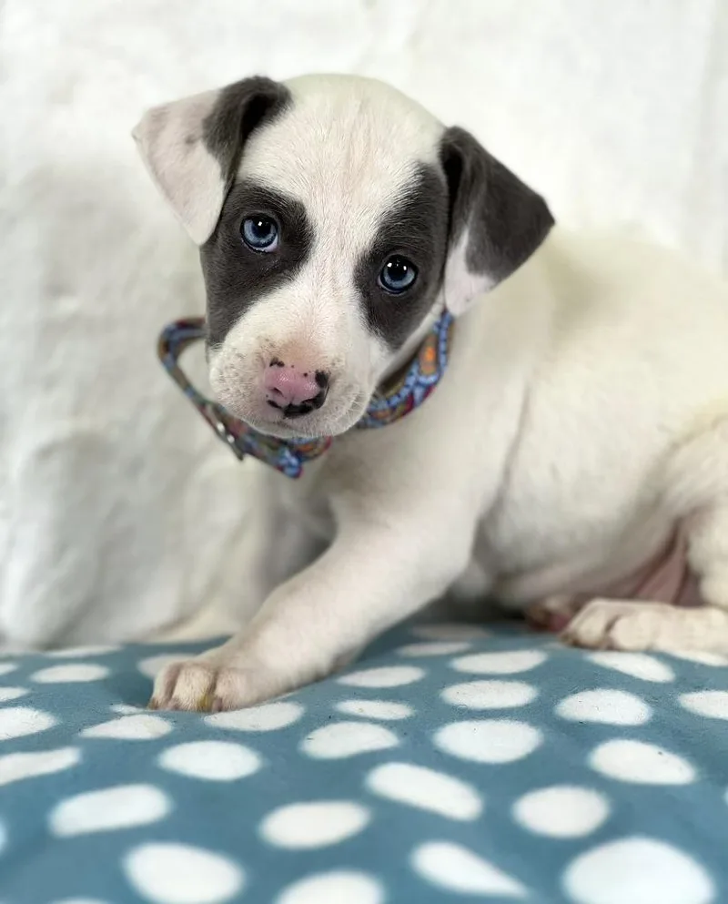 Sandwich Litter  French thumbnail 2