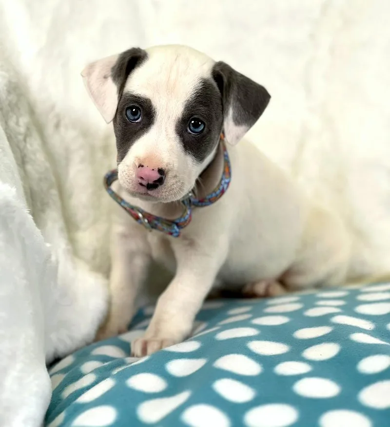 Sandwich Litter  French thumbnail 3