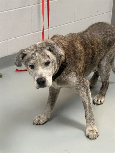 A senior large-sized male Shar-Pei dog named Koi for adoption in Saint Cloud, FL