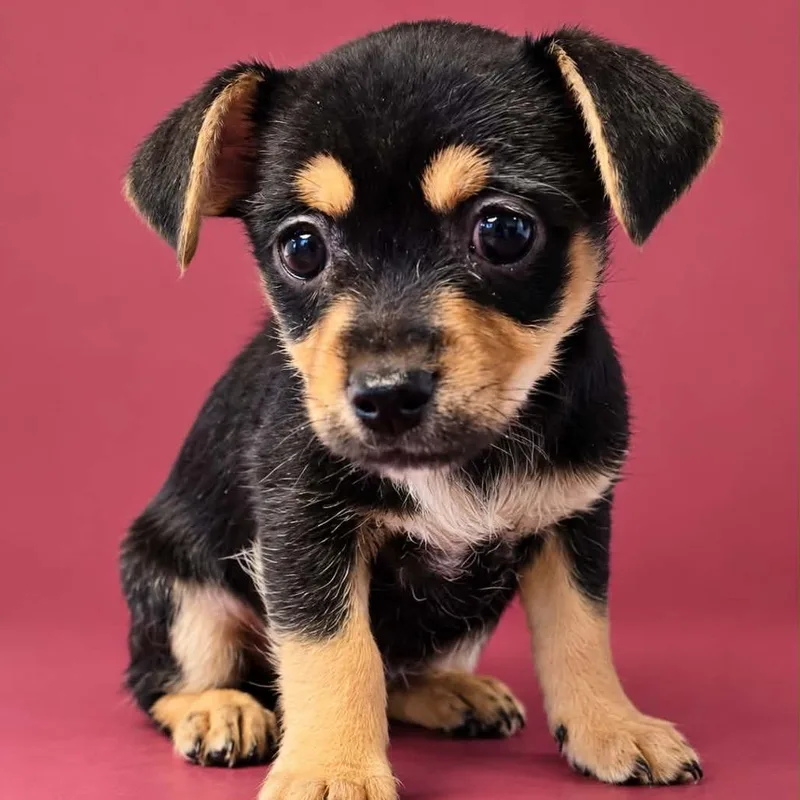 A baby small-sized female Black Chihuahua dog named Frankenberry for adoption in Newport, TN