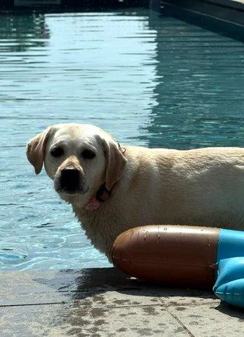 A young medium-sized female Yellow / Tan / Blond / Fawn Labrador Retriever dog named Shea for adoption in Bedford Hills, NY