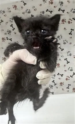A baby small-sized male Domestic Short Hair cat named Catzilla for adoption in Riverside, CA